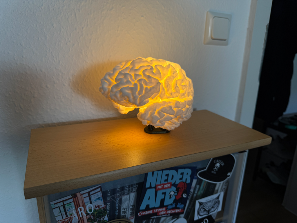 Life-Size Anatomical Brain Lamp – Realistic Neuroscience Desk Light